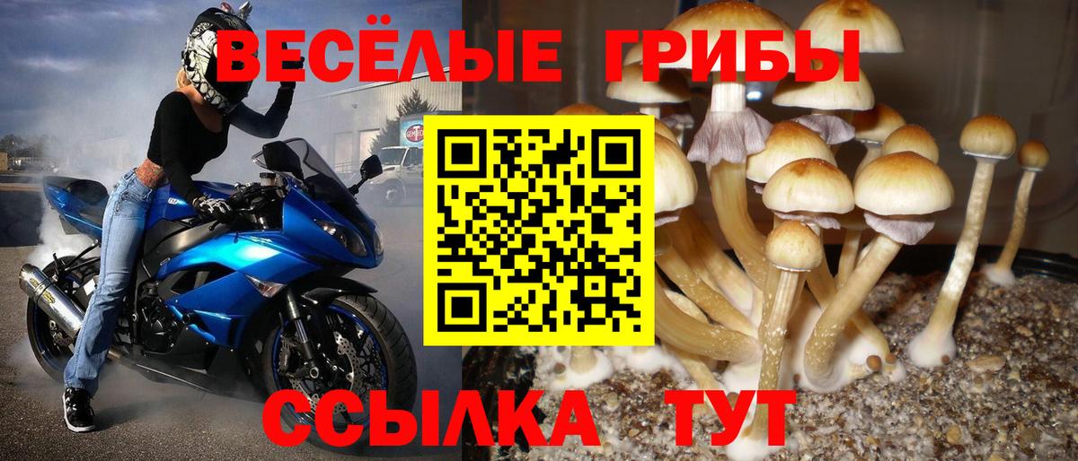 Псилоцибиновые грибы Psilocybe Лесосибирск